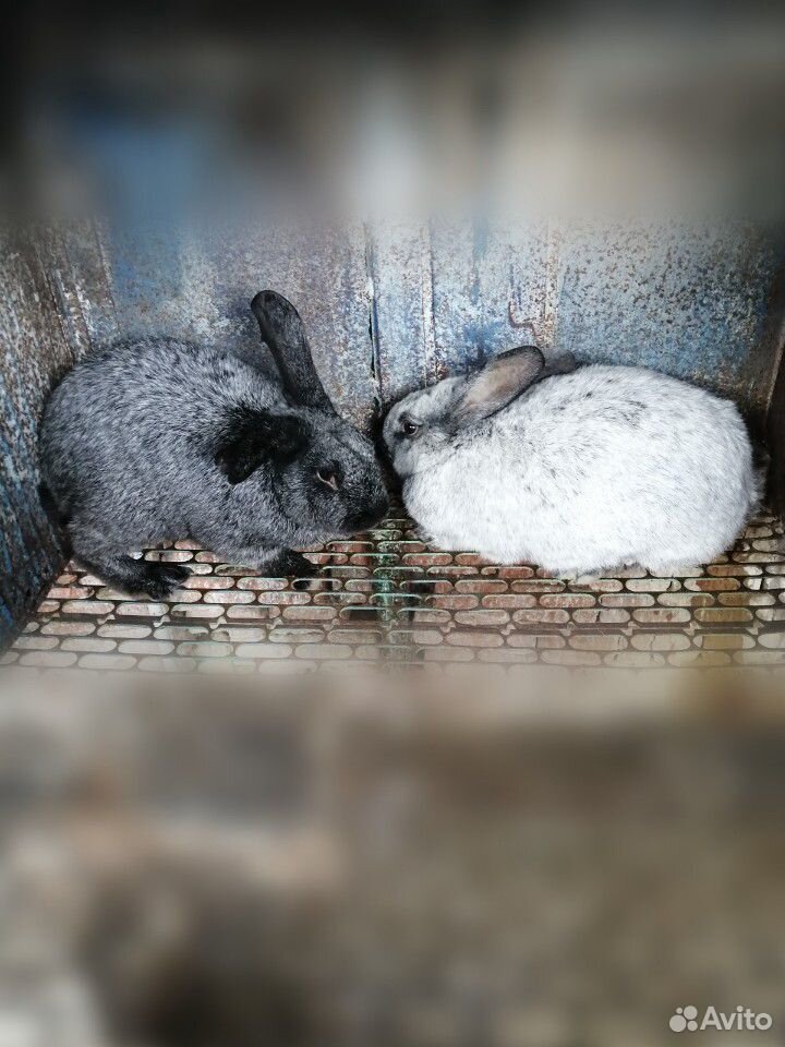 Кролики, крольчата купить на Зозу.ру - фотография № 8