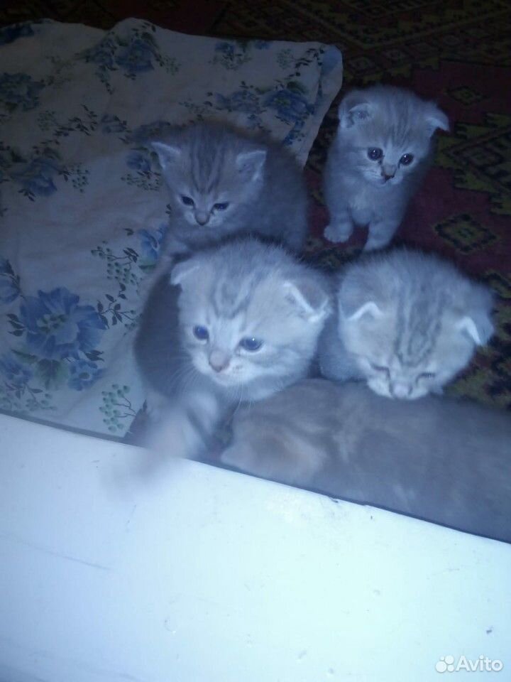 3 кошки и 1 кот купить на Зозу.ру - фотография № 1