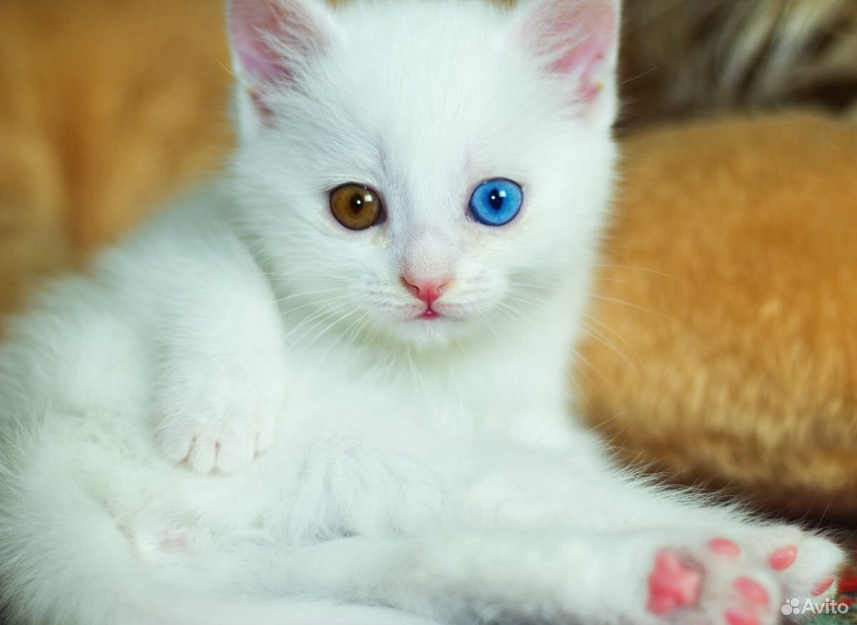 Веслоухоя кошка с разными глазами купить на Зозу.ру - фотография № 4