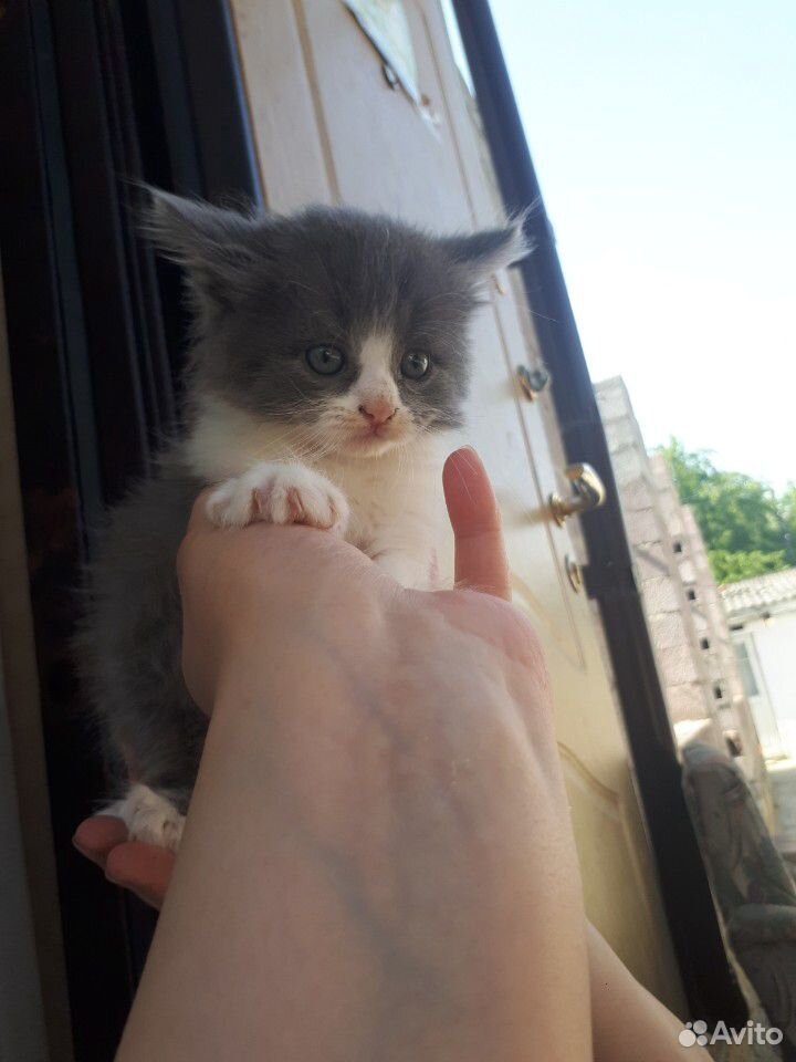 Отдам котят добрые руки купить на Зозу.ру - фотография № 4