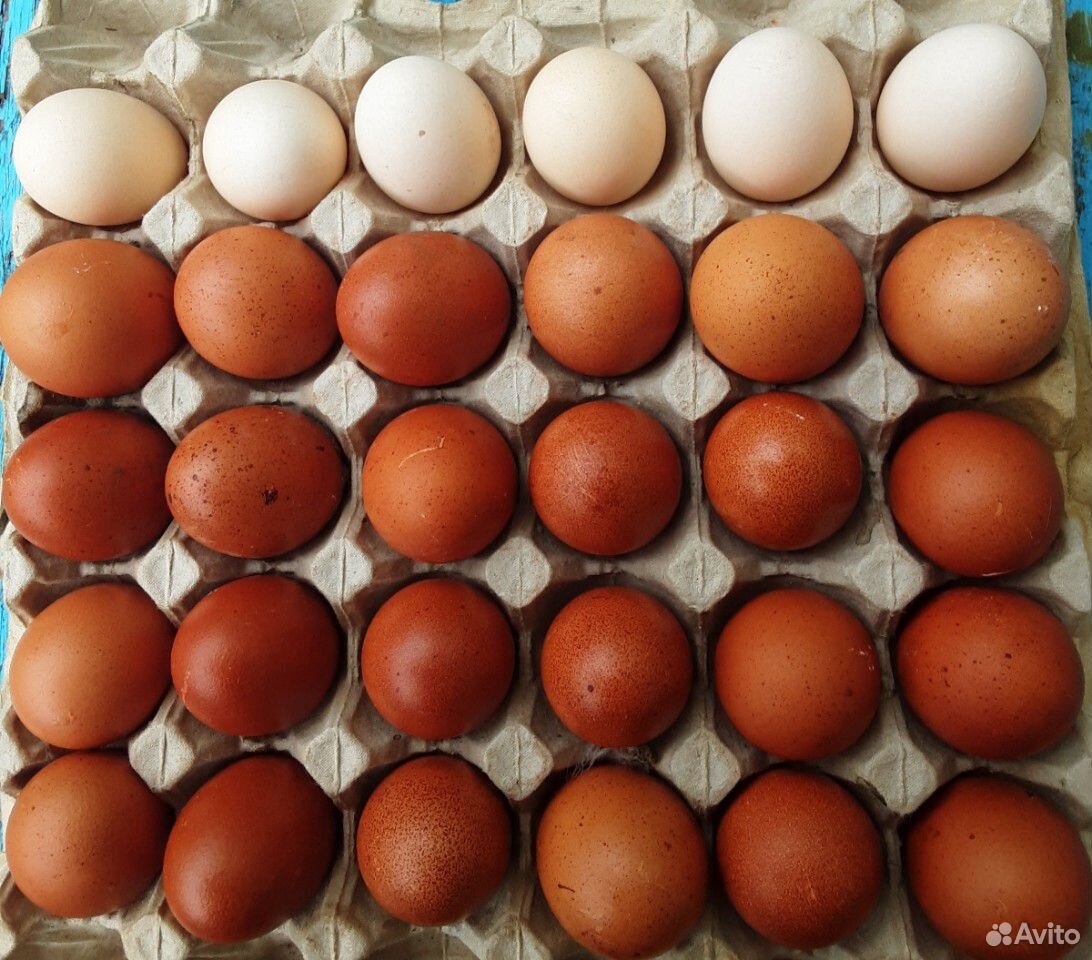 Инкубационное яйцо маранов и орпинтонов купить на Зозу.ру - фотография № 1