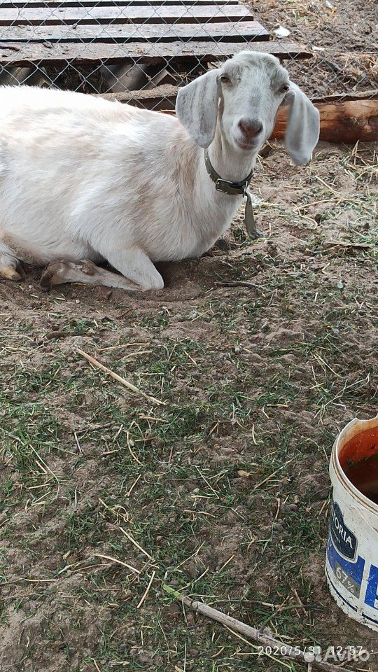 Продам нубийскую козу 85 процентов купить на Зозу.ру - фотография № 5