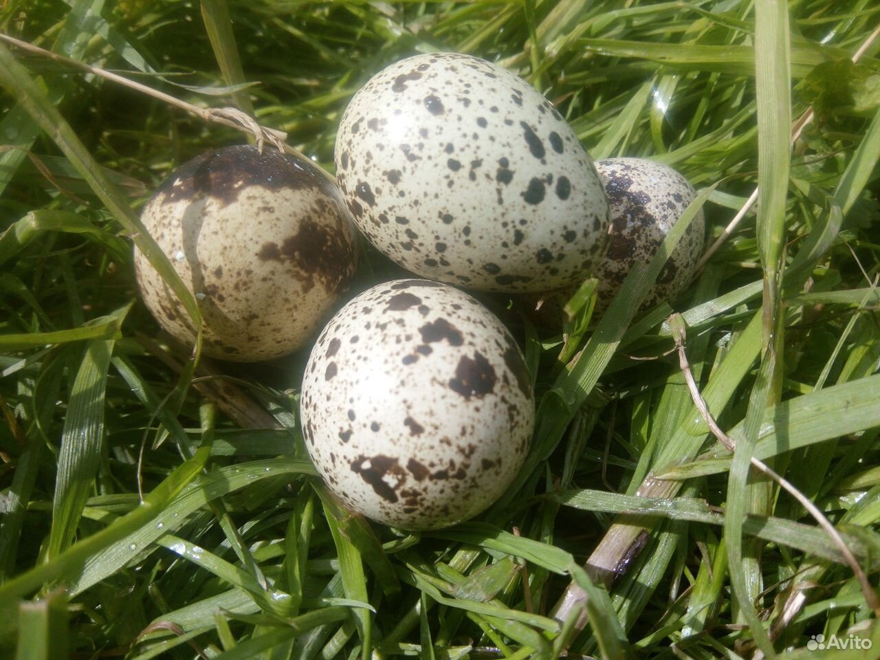 Перепелиные яйца. Яйцо перепелов Маньчжурски купить на Зозу.ру - фотография № 1