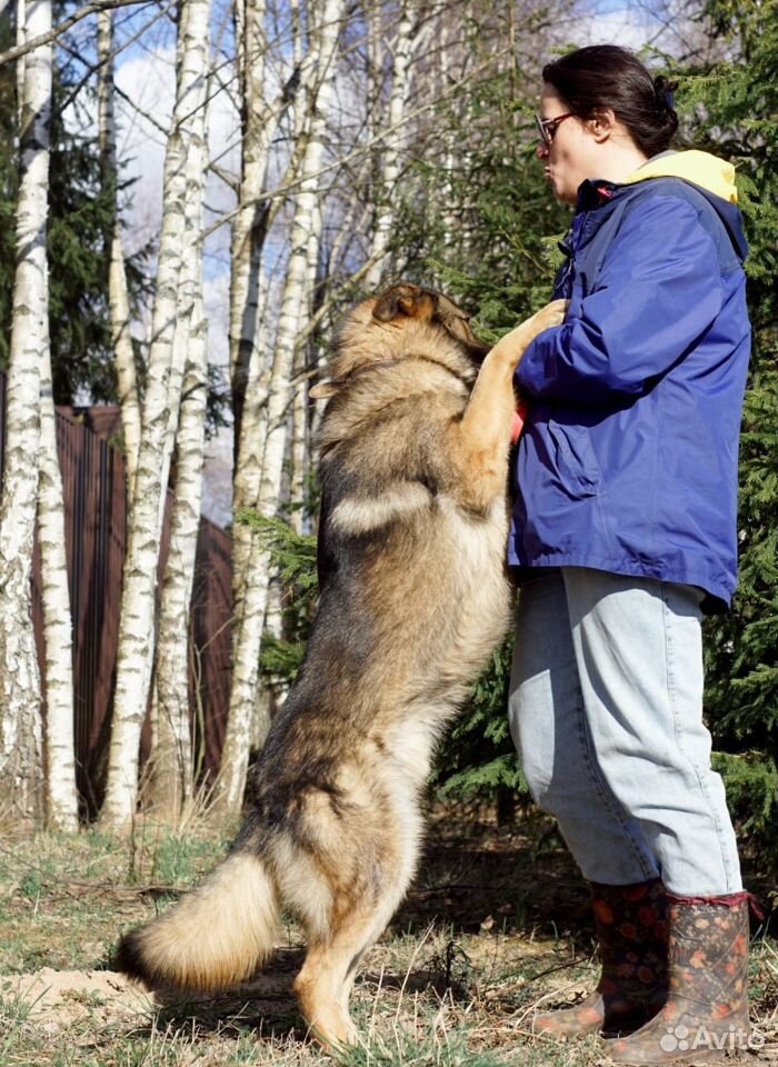 Юджин ищет дом Собака в дар купить на Зозу.ру - фотография № 6