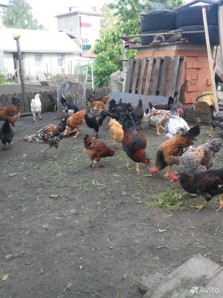 Продаются подростковые домашние цыплята и курочки купить на Зозу.ру - фотография № 3