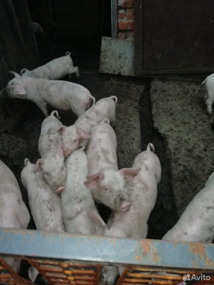 Свиньи купить на Зозу.ру - фотография № 1