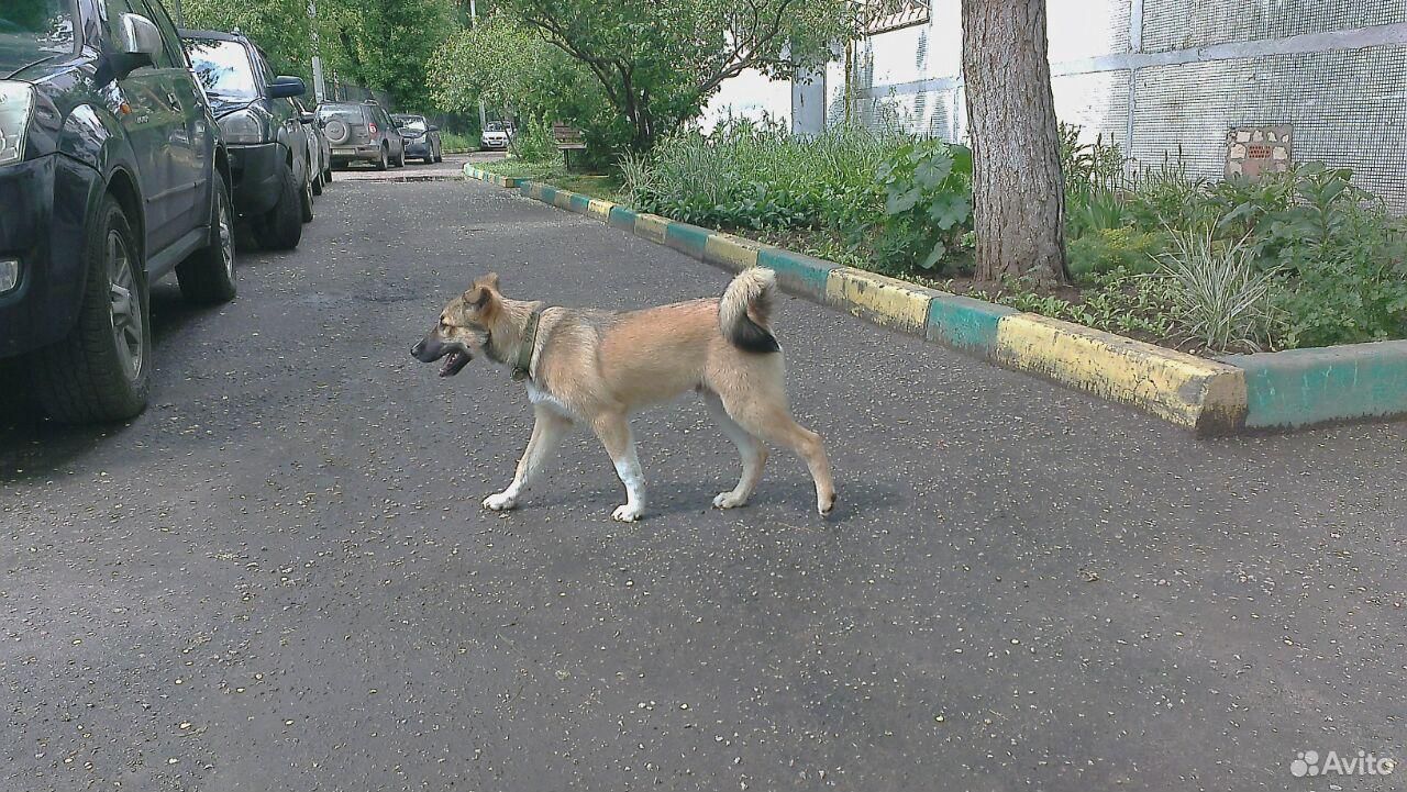 Собака-хозяева бросили купить на Зозу.ру - фотография № 8