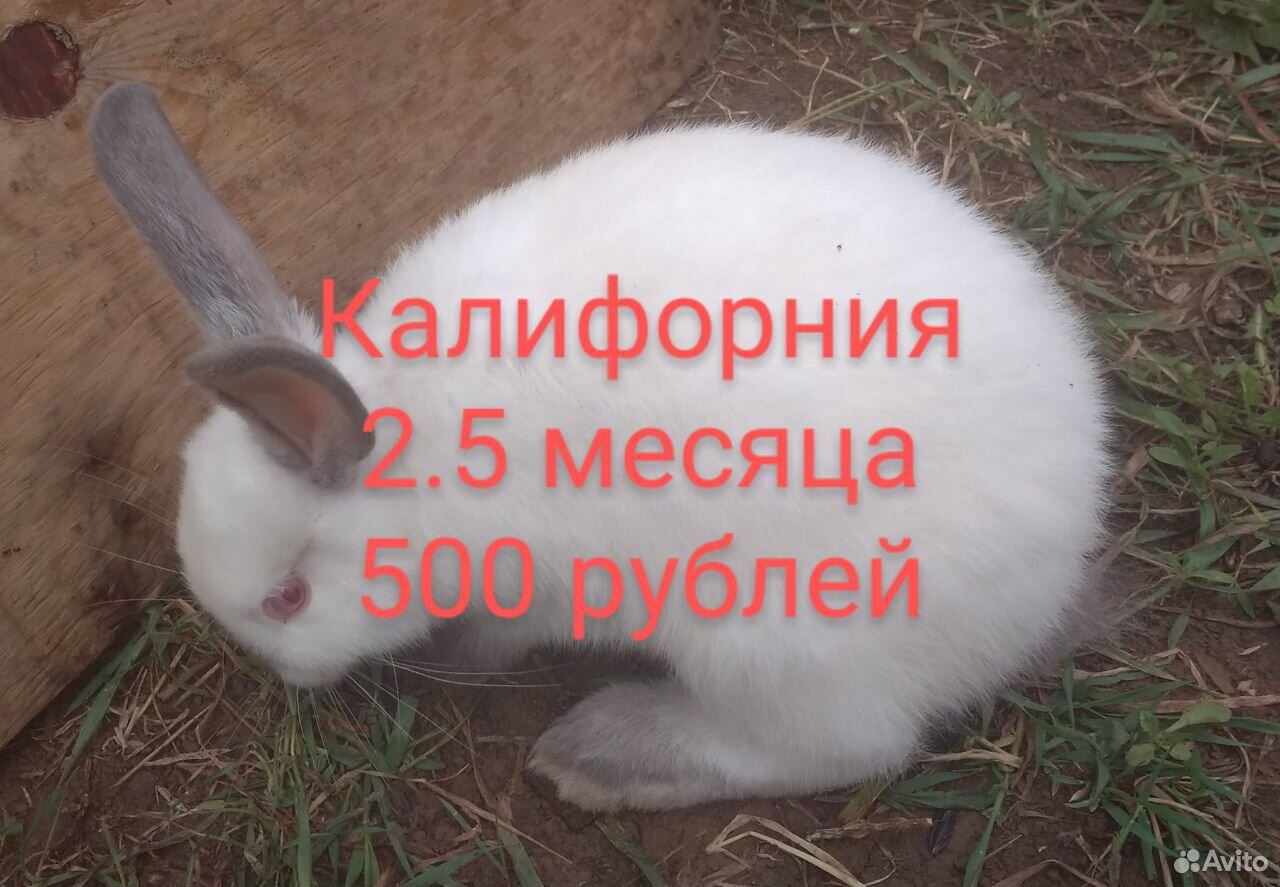 Крольчата купить на Зозу.ру - фотография № 2