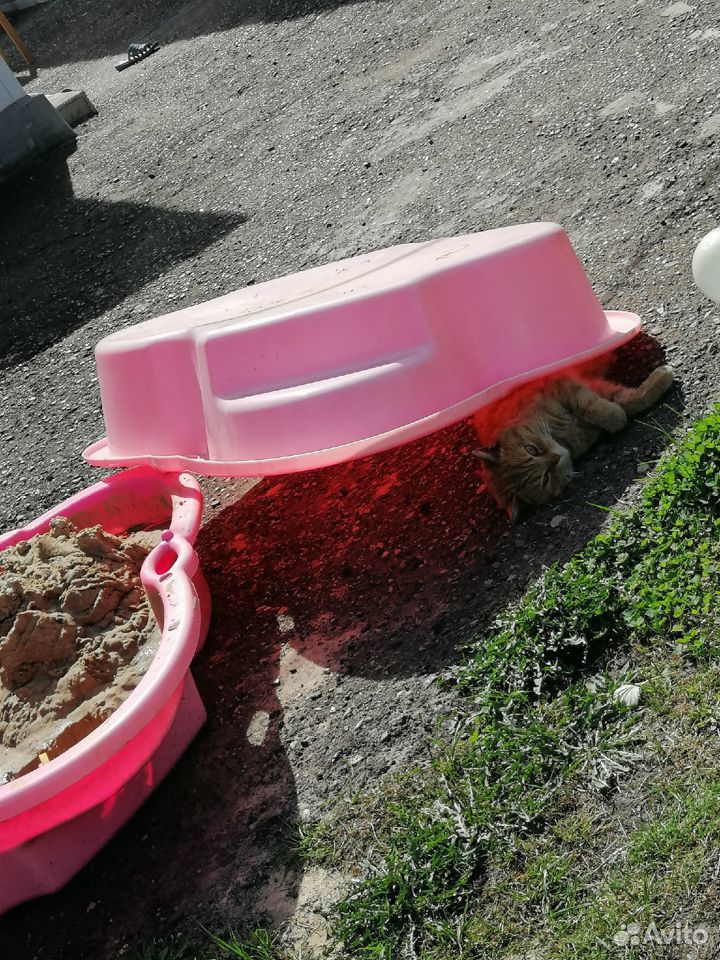 Ласковый рыжий кот ищет семью купить на Зозу.ру - фотография № 4