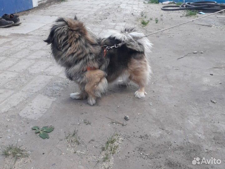 Собака пикенес (2 года) купить на Зозу.ру - фотография № 1