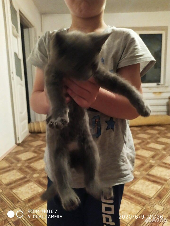 Отдам котенка в хорошие руки британский купить на Зозу.ру - фотография № 1