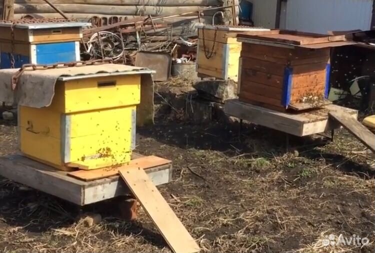 Пчелосемьи (Пчелы) купить на Зозу.ру - фотография № 1