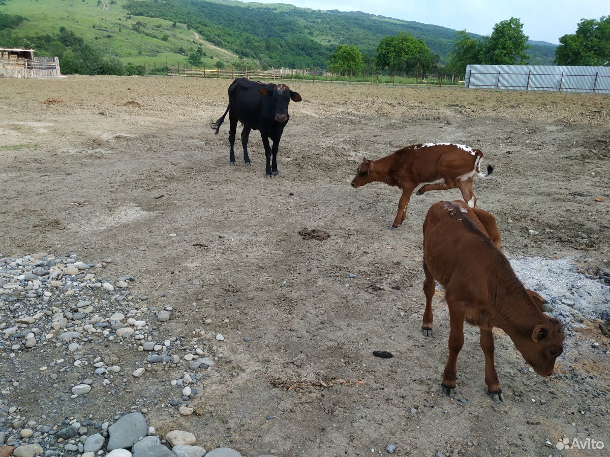 Корову 2 теленка и 2бычка купить на Зозу.ру - фотография № 8