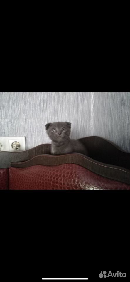 Продам котенка купить на Зозу.ру - фотография № 1