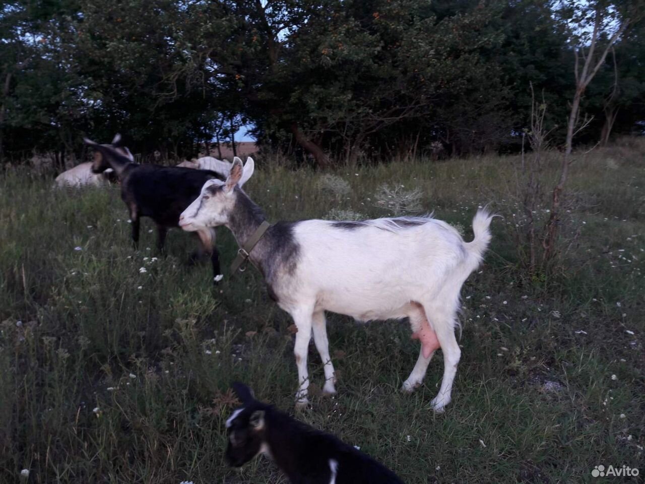Хорошие молочные козы купить на Зозу.ру - фотография № 2