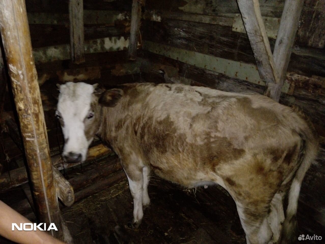 Продам корову купить на Зозу.ру - фотография № 6