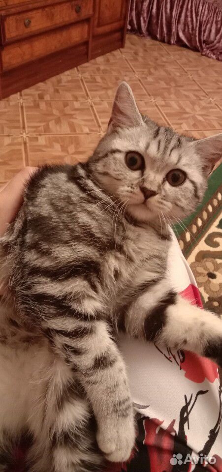 Продается кошка купить на Зозу.ру - фотография № 3