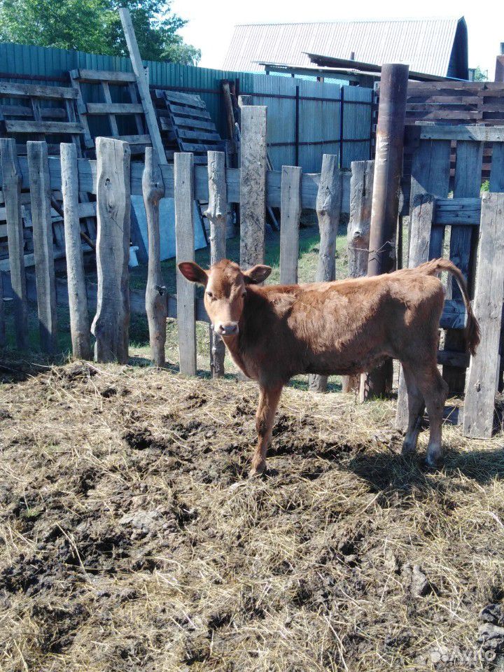 Тёлочка 3 месяца от высокоудойной коровы купить на Зозу.ру - фотография № 1