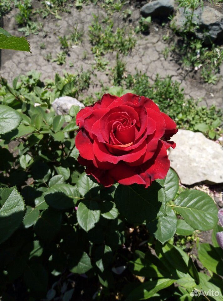 Розы Цветы, букет роз купить на Зозу.ру - фотография № 1