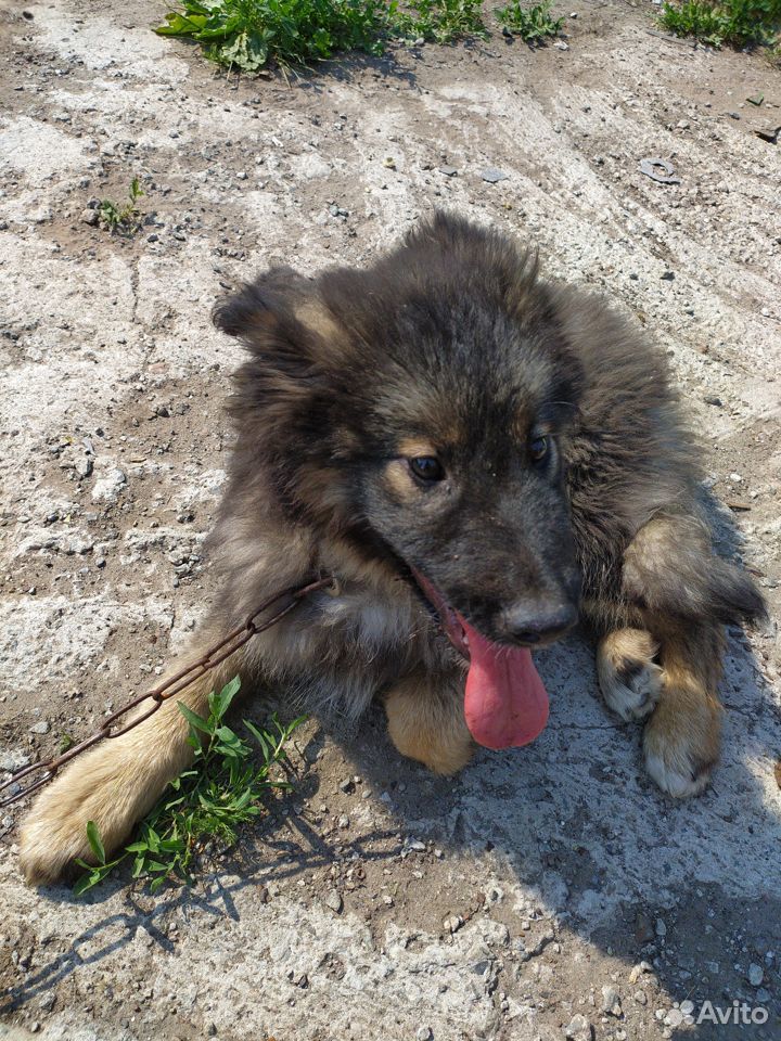 Потерялся щенок купить на Зозу.ру - фотография № 1