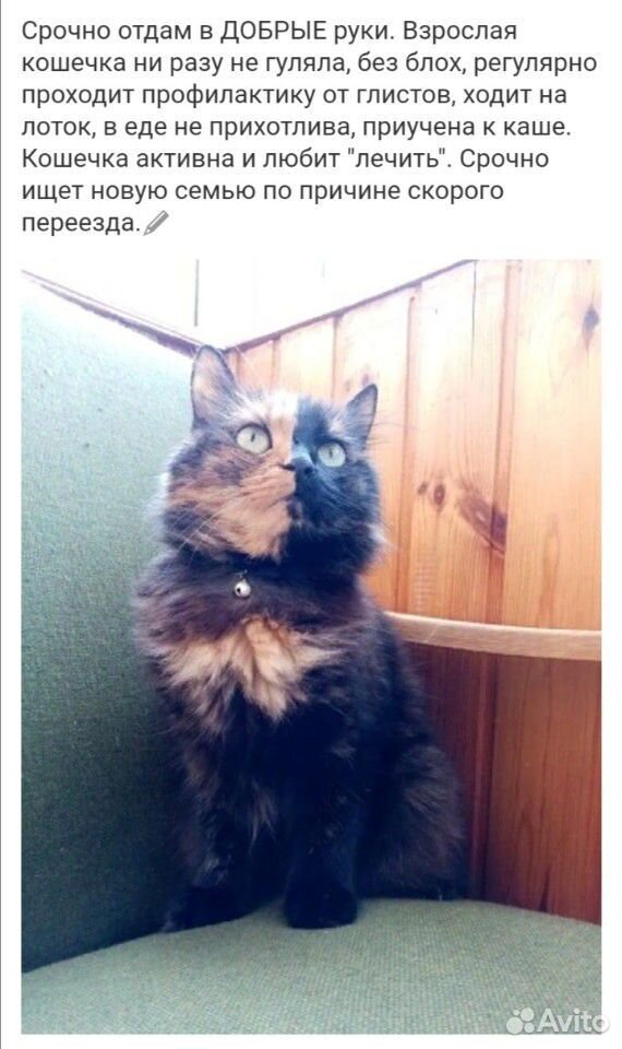 Кошечка ищет семью купить на Зозу.ру - фотография № 1
