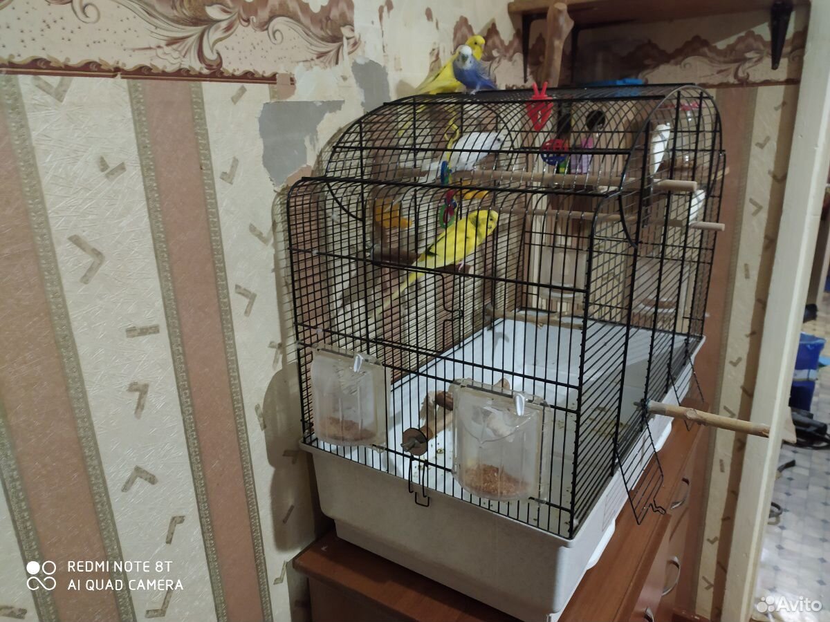 Волнистый попугай с клеткой купить на Зозу.ру - фотография № 3