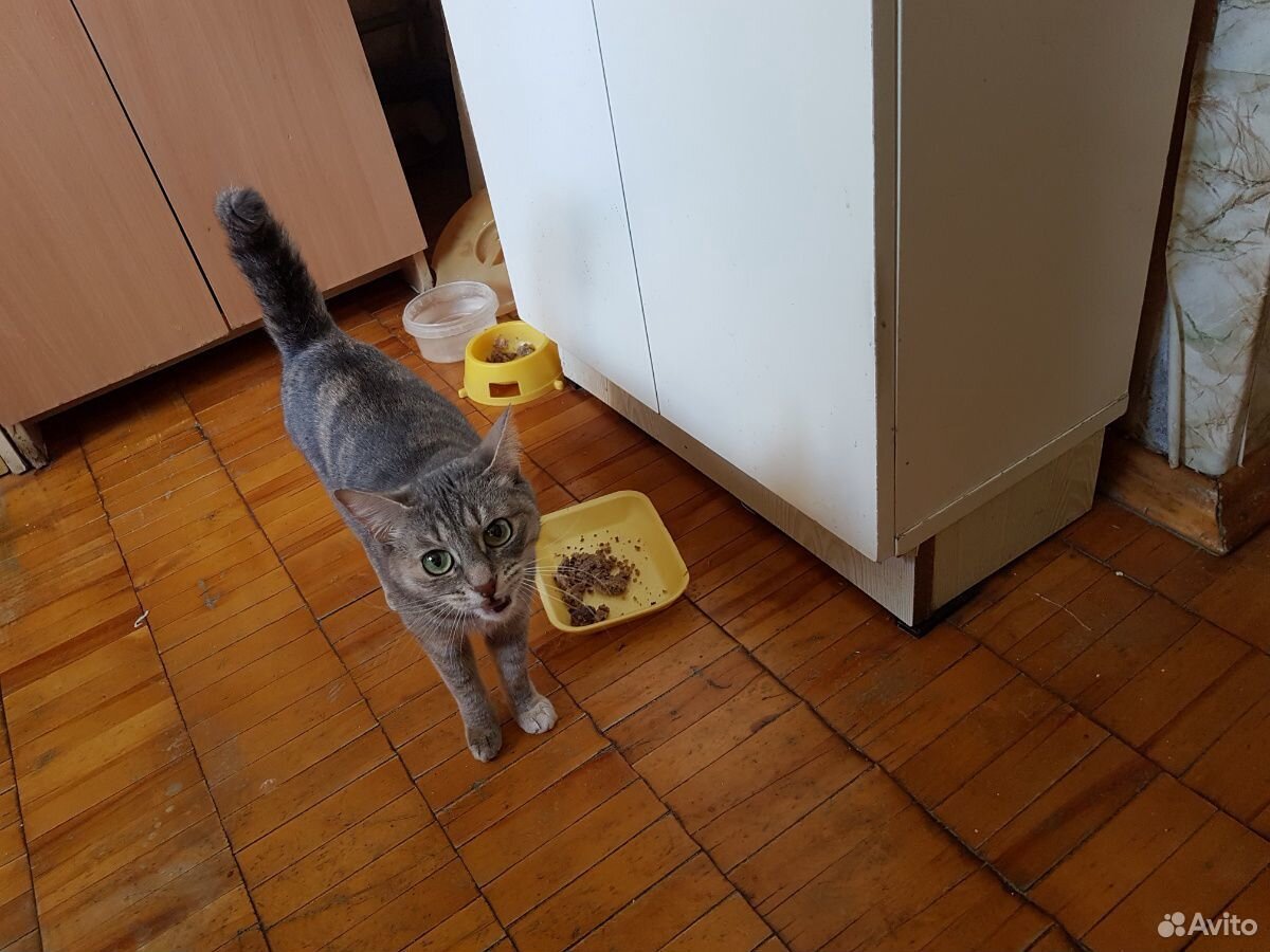 Кошечка,3 года,ищет хозяина купить на Зозу.ру - фотография № 1
