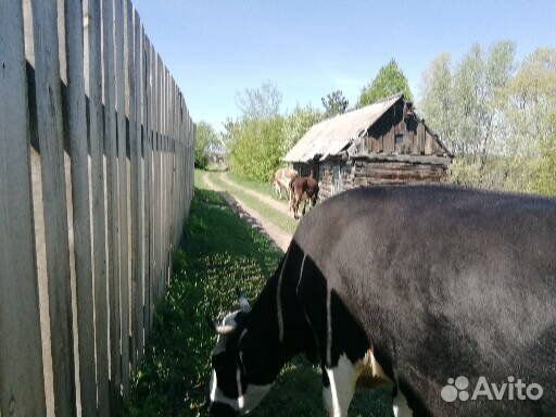 Корова дойная купить на Зозу.ру - фотография № 3