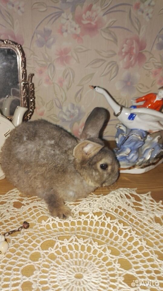 Крольчата для "уюта" в Сыктывкаре купить на Зозу.ру - фотография № 8