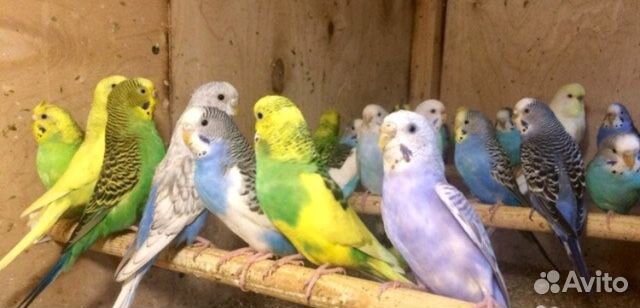 Волнистые попугаи и другие породы купить на Зозу.ру - фотография № 1