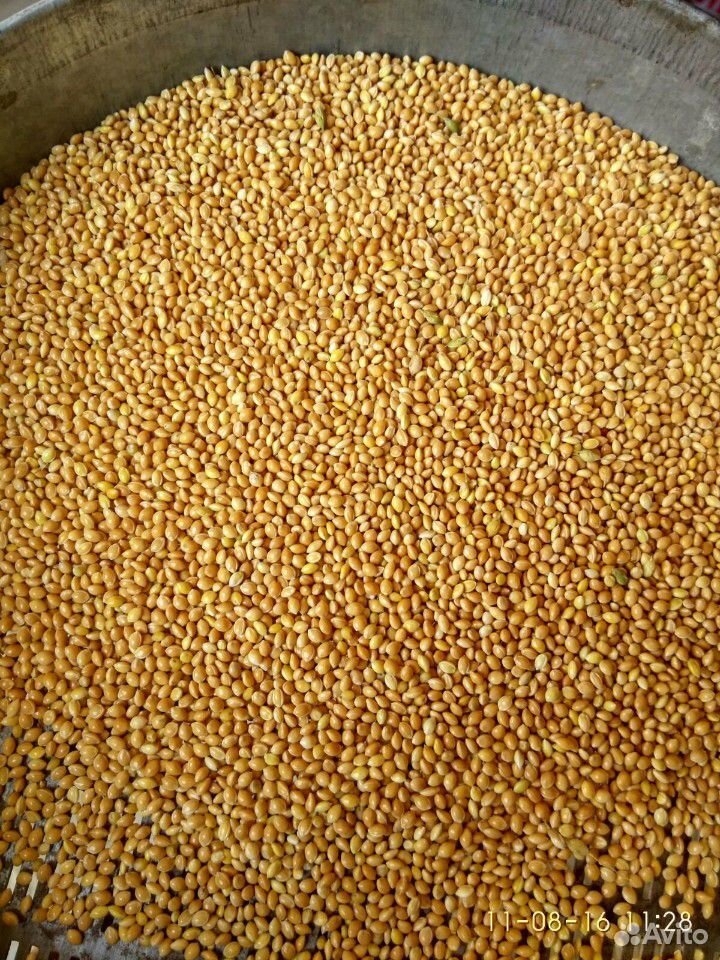 Пшеница,ячмень,кукуруза,просо купить на Зозу.ру - фотография № 1