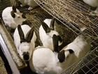 Чисто породистые кролики объявление продам