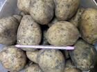 Продам свежий картофель с доставкой объявление продам