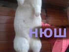 Новозеландский белый кролик на племя, обмен объявление продам