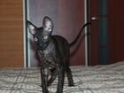 Черный котенок корниш-рекс объявление продам