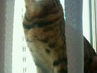 Вязка Бенгальский кот объявление продам