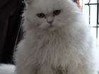 Отдается шикарный кот Бартоломью объявление продам