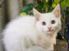 Котятки сибирской ангорки объявление продам