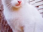 Белые котята с голубыми глазами 5 месяца объявление продам