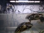 Продам аквариум с черепахами объявление продам