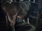 Коровы объявление продам