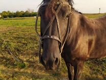 Авито курск лошади