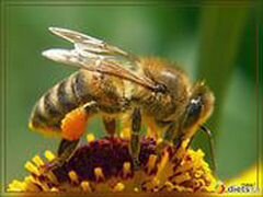 Пчела Алтайская на высадку