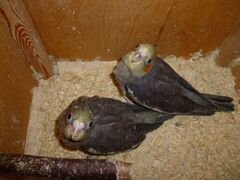 Попугай Какаду (Нимфа или Корелла) птенцы