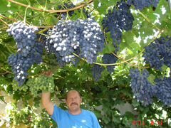Саженцы винограда с питомника опт и розница