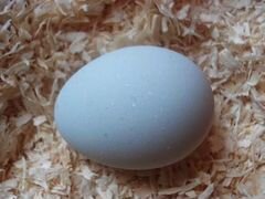 Продам инкубационное яйцо, породы Легбар
