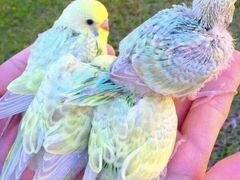 Птенцы Волнистых попугайчиков