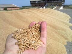 Пшеница фуражная 14 процентов влажность