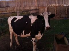 Корова порода голштинская
