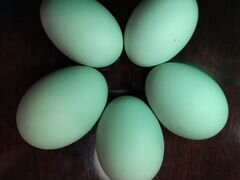 Яйцо инкубационное Льюянг,Ушанка,Адлеровская сереб
